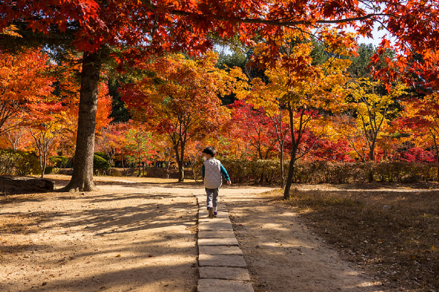 Korea Natural Beauty