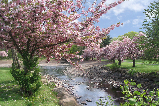 5 Splendid Places To Spot Beautiful Cherry Blossoms In Korea